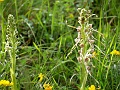 27_Orchis bouc_2